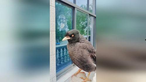 娱乐吃瓜小八哥是谁,网络红人的崛起之路